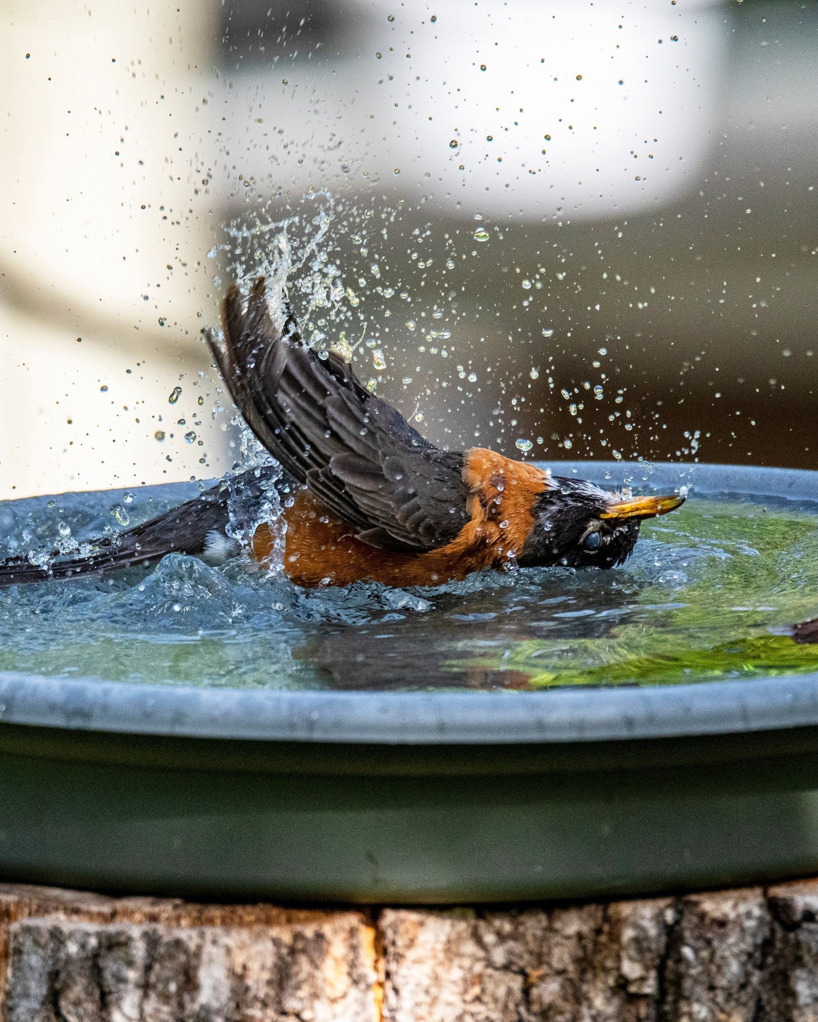 robin_splashing_in_birdbath